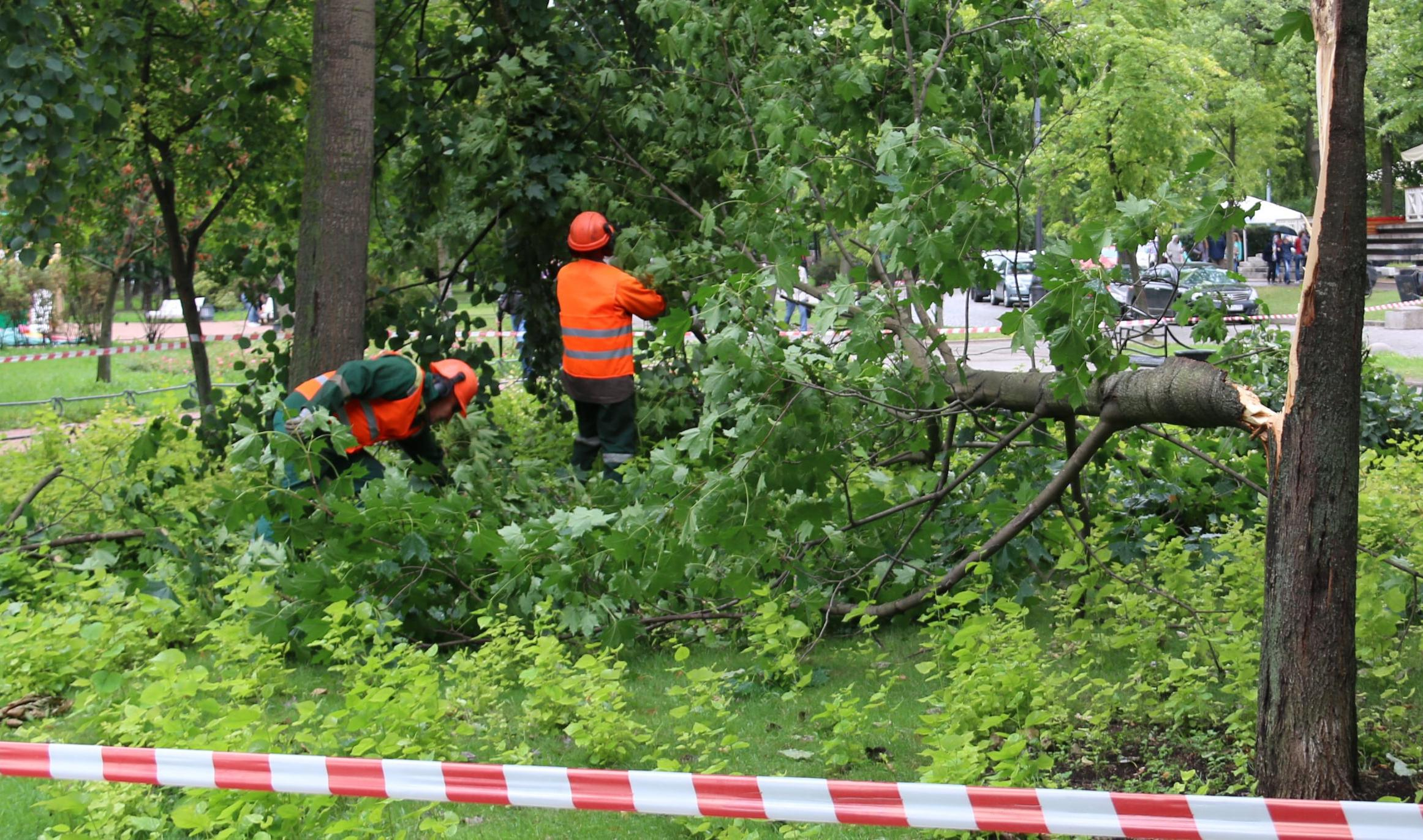 Ураган «Мортимер» повалил в Петербурге 17 деревьев