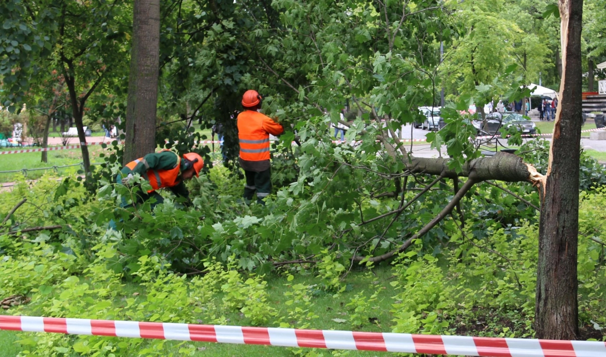 Ураган «Мортимер» повалил в Петербурге 17 деревьев - tvspb.ru