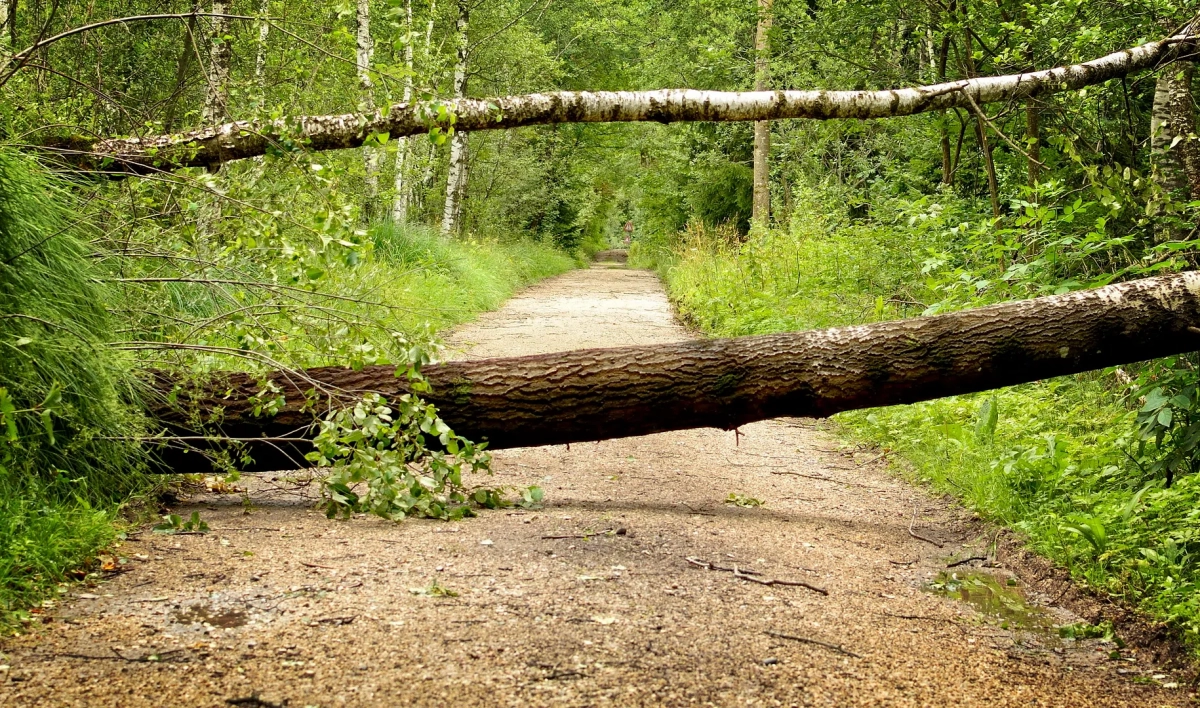 В садах и парках Петербурга бушующий ветер повалил 30 деревьев - tvspb.ru