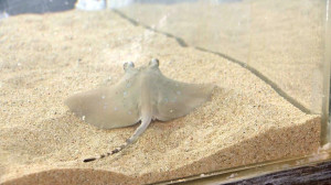 Новый обитатель океанариума