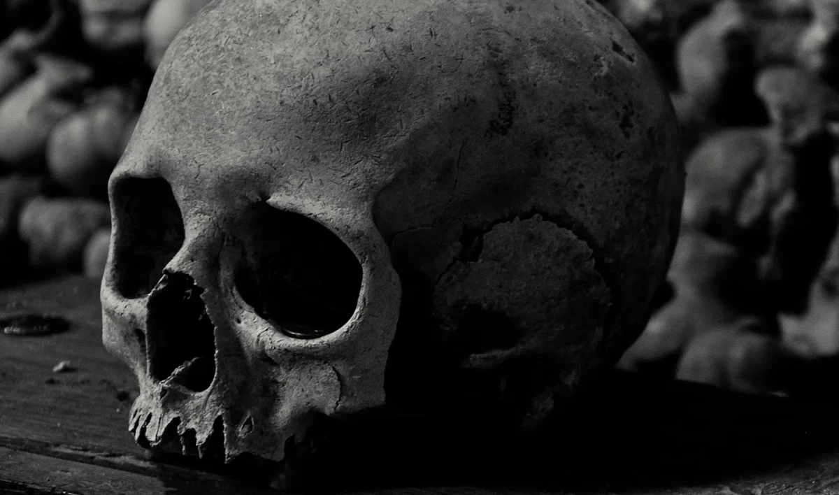 В километре от детского лагеря в поселке Будогощь нашли скелет - tvspb.ru