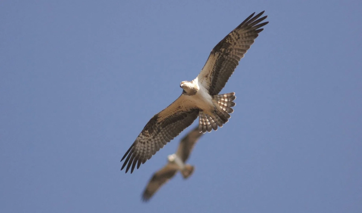 Птенцы скопы в Юнтоловском заказнике вылетели из гнезда - tvspb.ru