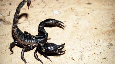 Ученые нашли в яде скорпиона пептиды, которые могут убивать COVID