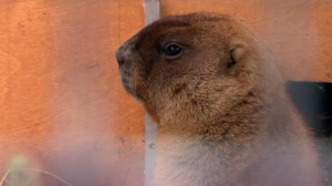 В Ленинградском зоопарке два степных сурка очнулись от зимней спячки раньше обычного
