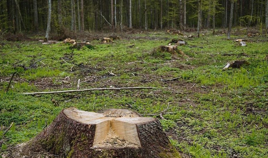 В Ленобласти объем незаконной вырубки леса сократился на 98% - tvspb.ru