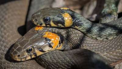 Ученые привлекли ужей для исследования уровней радиации вокруг АЭС в Фукусиме