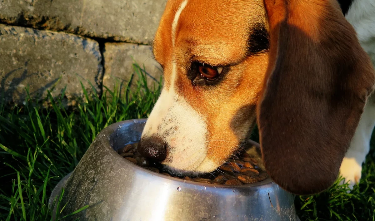 Россельхознадзор: В стране нет перебоев с импортом кормов для домашних животных - tvspb.ru