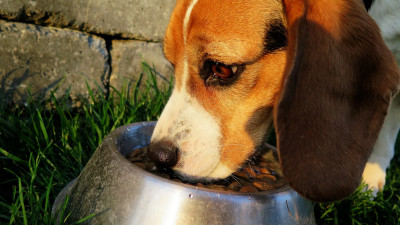 Россельхознадзор: В стране нет перебоев с импортом кормов для домашних животных