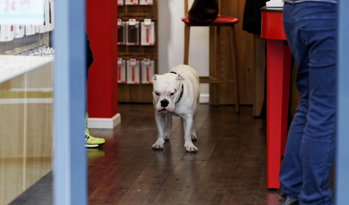 Владельцам собак пропишут правила посещения магазинов и общепита - tvspb.ru