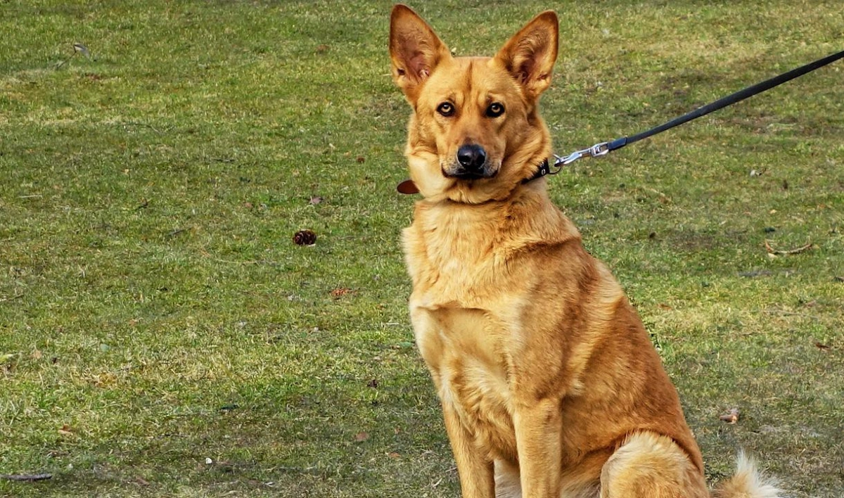 За нарушение выгула домашних животных в парке Александрино выписали штрафы - tvspb.ru