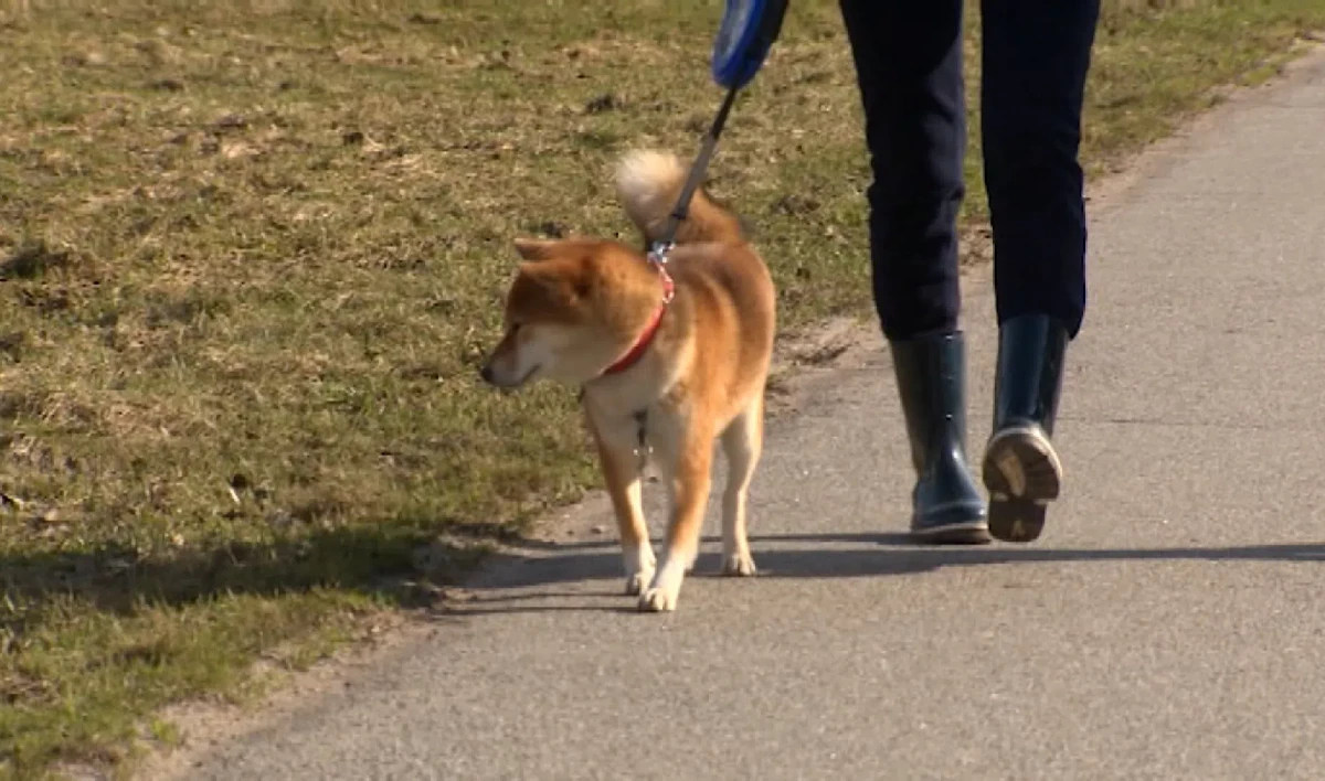 Петербуржцы, выгуливающие собак без намордников и поводков, получили штрафы - tvspb.ru