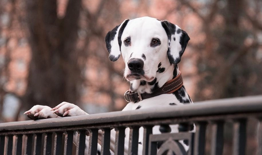 Петербуржцев хотят штрафовать за отсутствие таблички «Злая собака» - tvspb.ru