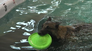 Аква аджилити — водная тренировка для собак