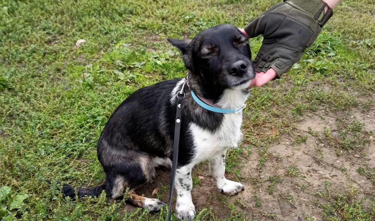 В аэропорту Домодедово нашли собаку Еву, ранее сбежавшую из багажного отделения самолета - tvspb.ru