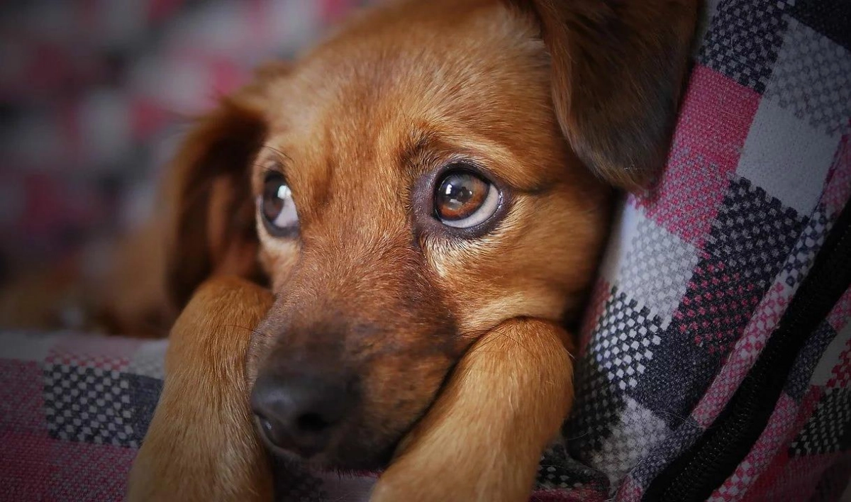 26 собак из квартиры петербурженки в Колпино переселят в приют - tvspb.ru
