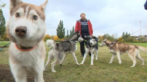 Человек, пёс и необычный каникросс. В Полюстровском парке в пятый раз собрались любители бега — люди и их питомцы