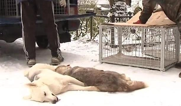 Суд решит судьбу владелиц 63 собак, которые покусали людей - tvspb.ru