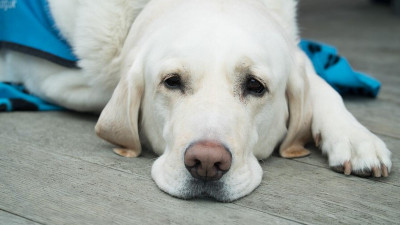 Гинцбург предупредил об опасности заражения коронавирусом домашних животных