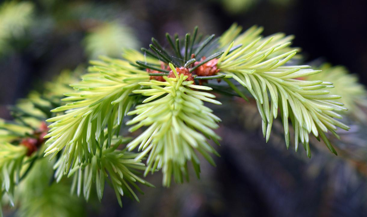 Pine needles перевод