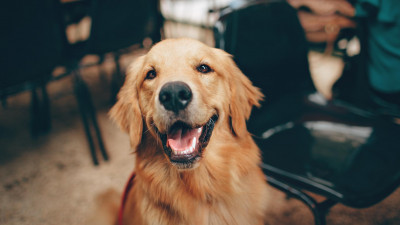 Госдума рассмотрит законопроект о запрете посещения кафе и магазинов с животными