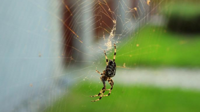 Пауки помогают науке: Как паутину применяют в лечении поврежденных частей тела и производстве лекарств