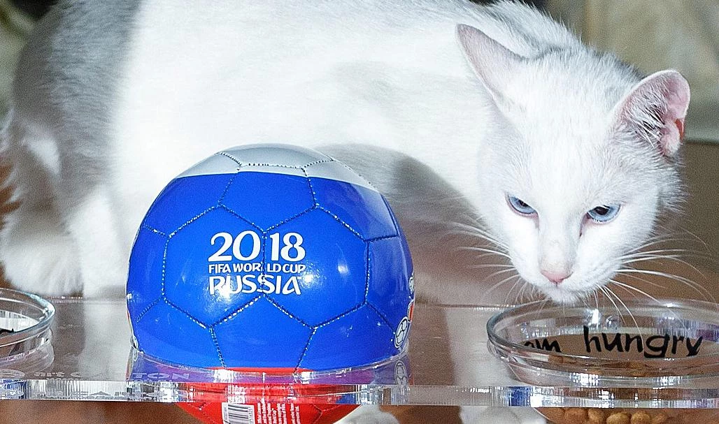 Все предсказания кота Ахилла на чемпионате мира. В одной картинке - tvspb.ru