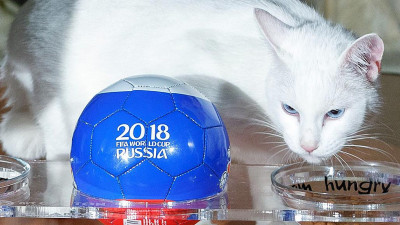 Все предсказания кота Ахилла на чемпионате мира. В одной картинке