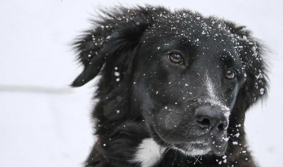 Депутаты предлагают отдать право выбора площадок для выгула собак муниципалам - tvspb.ru