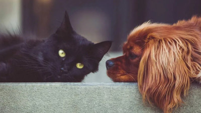 Петербург одним из первых в России получит вакцину от коронавируса для животных