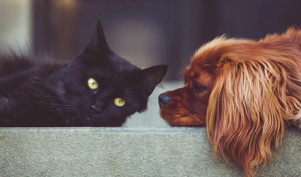Кошки и собаки не болеют коронавирусом - tvspb.ru