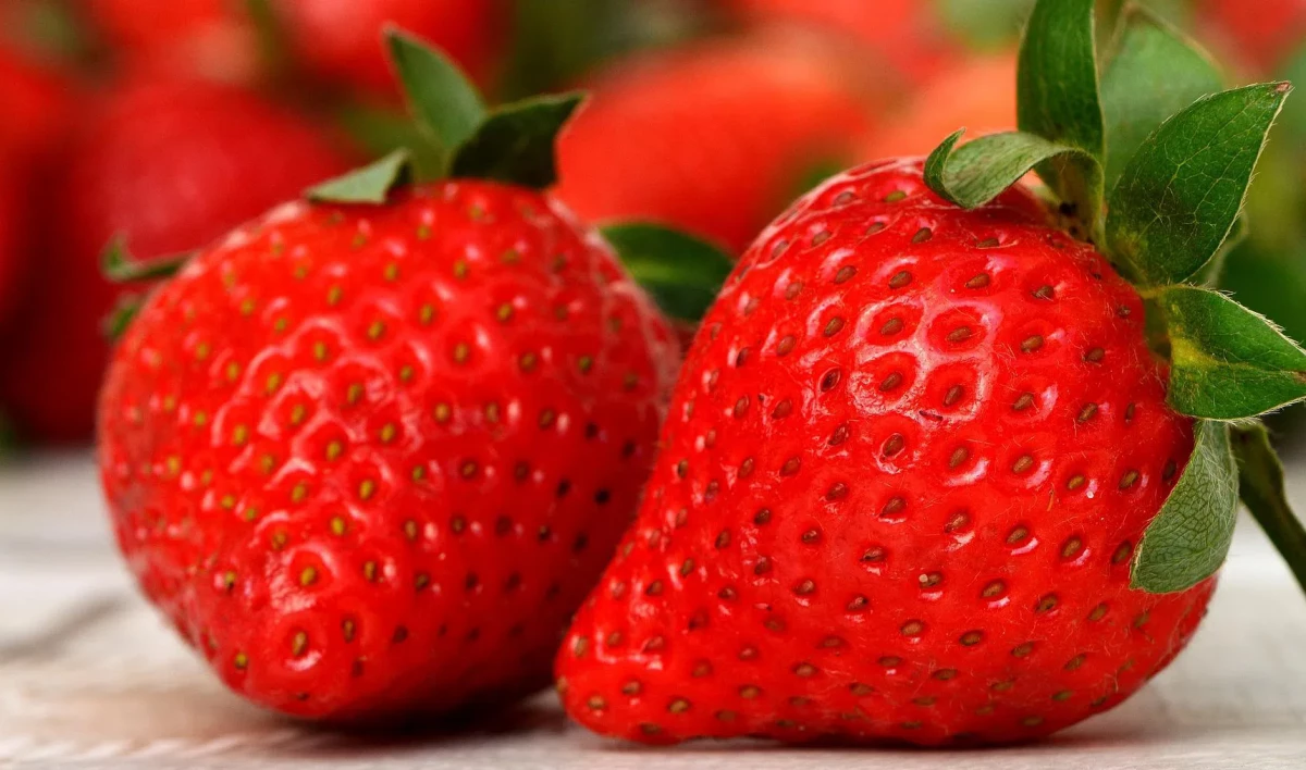 В России внедрили новую технологию по выращиванию клубники - tvspb.ru