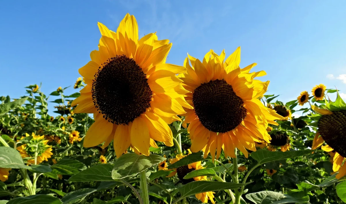 Россия ограничит экспорт подсолнечного масла - tvspb.ru