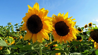 Россия ограничит экспорт подсолнечного масла