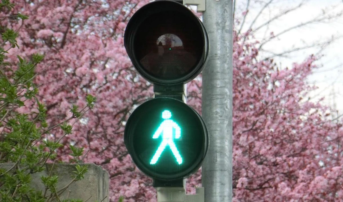 На Муринской дороге появится первый светофор для пешеходов - tvspb.ru