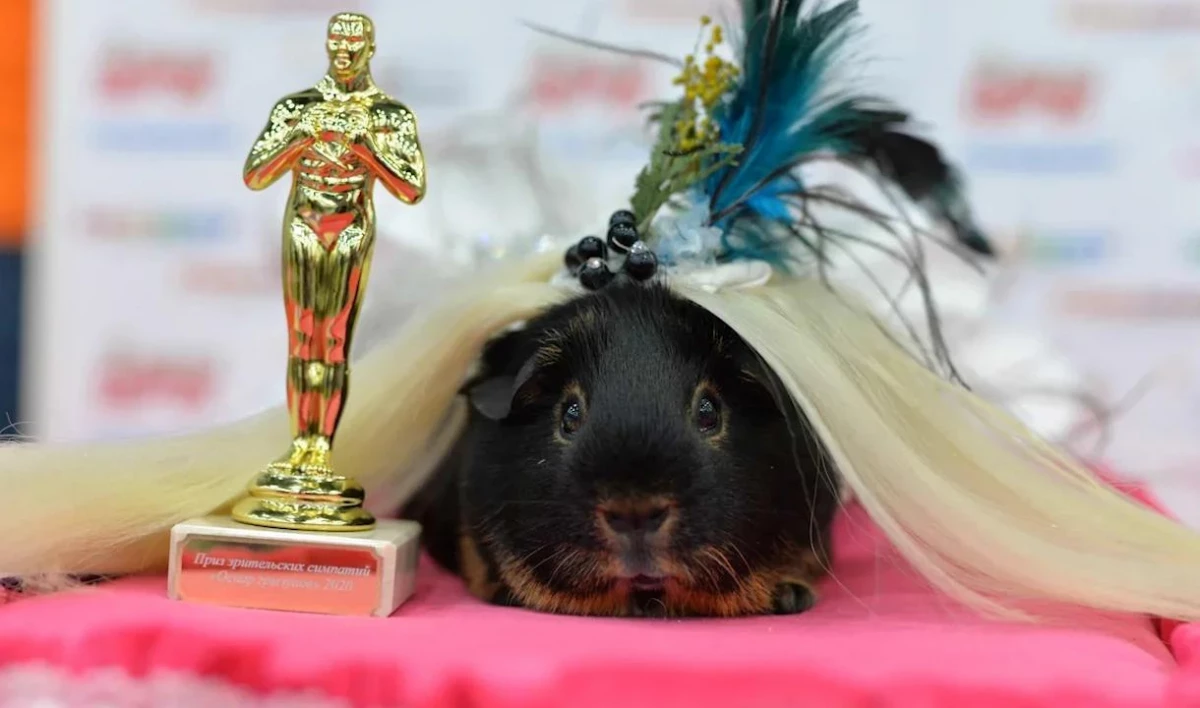 Морская свинка в образе Леди Гаги получила «Оскар» в Петербурге - tvspb.ru