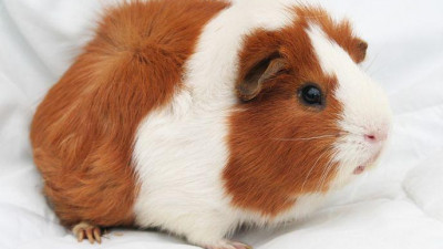 Животные Сергея Скрипаля умерли от обезвоживания