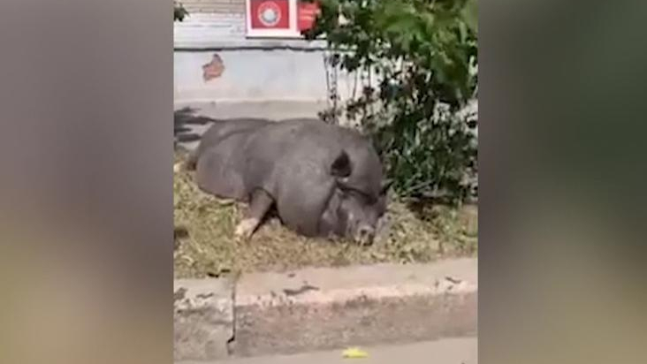 Свинья в южном тушино гуляет. Свинья василеостровского района. Поросенок в городе. Свинья на васильевском острове. Свинья варя.