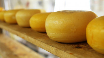 Сырная столица. Как в Петербурге развиваются сыроварни