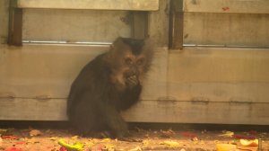 Макаки, гиббоны, медведица и альпака Гренка — лучшие мамы Ленинградского зоопарка