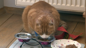 Почти говорящий кот Фредди олимпийских чемпионов Оксаны Казаковой и Юрия Кашкарова