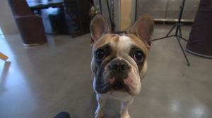 Звёздные питомцы. Шатенка Аврора и любительница спать на голове Жужа — «положительные дети» Татьяны Парфёновой