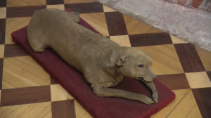 Любимые питомцы императора Петра I