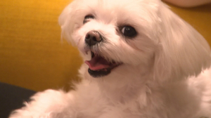 Мальтийская болонка Лаки и её хозяева Алексей Тимофеев и Рената Шакирова, солисты балета Мариинского театра