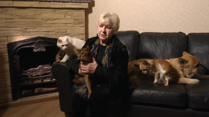 Звёздные питомцы. В гостях у народной артистки России Ирины Соколовой