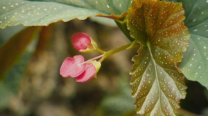 Бегония — любимый домашний цветок родом из Южной Америки