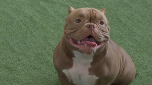 На лицо брутальная, добрая внутри: собаки-улыбаки новой породы «булли» покоряют сердца