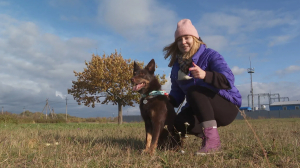 Флайбол. Спорт и для хозяев, и для четвероногих питомцев