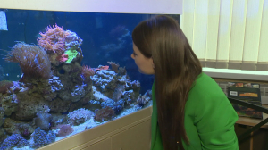 Рыбки — источник положительных эмоций. Как правильно обустроить место для релаксации