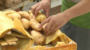 Молодой картофель. Какими витаминами и микроэлементами богат сезонный овощ, как его правильно выбрать и быстро почистить