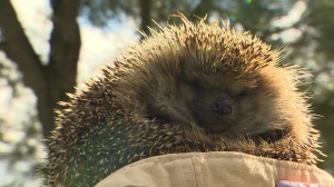 Ежи на дачном участке. Стоит ли подкармливать колючих жителей леса и забирать их домой?